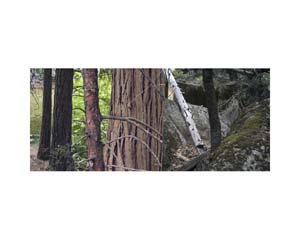 Yosemite Rocks andTrees